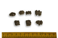 F 10649
<br/>
<br/>
<em></em>